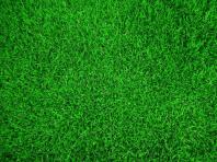 Сон с зеленой травой: толкования и значения