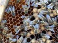 ფუტკრების დიეტა და მათი საყვარელი კერძები