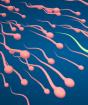How many days does fertilization occur after conception?