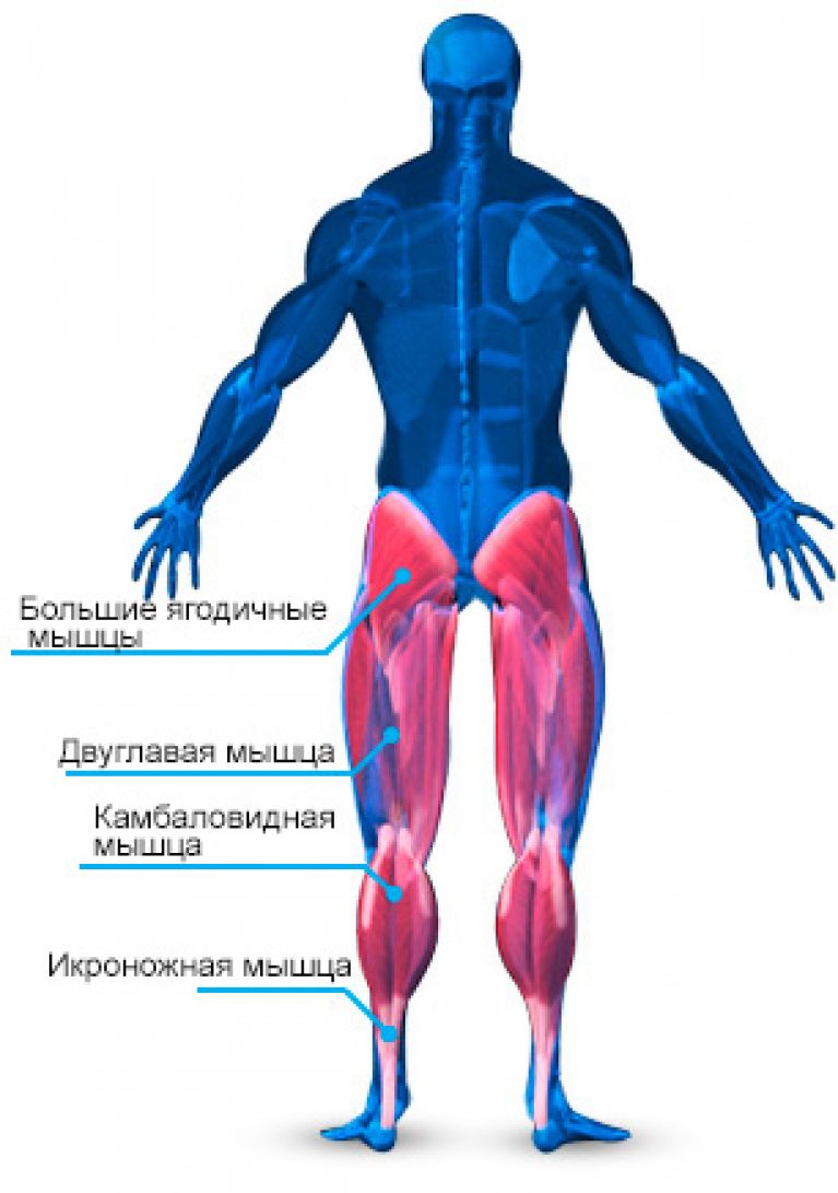 Строение мышц ноги человека