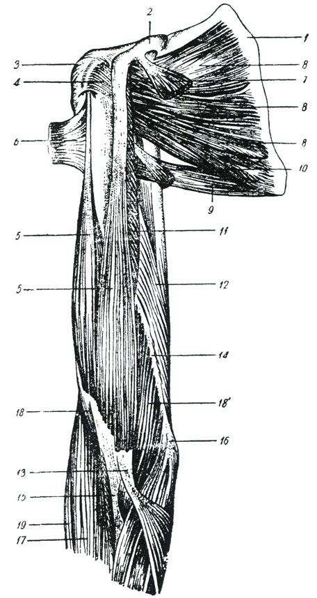 Мышцы плеча задняя группа анатомия