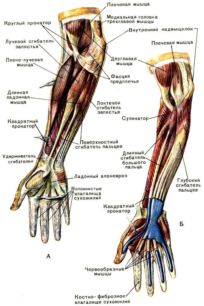 Мышцы руки схема анатомия