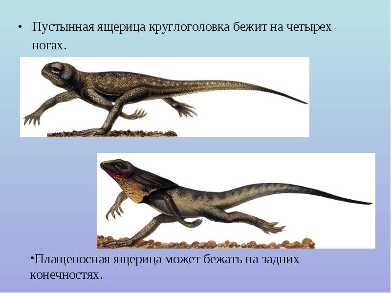 Среда обитания ящерица наземно. Среда обитания ящерицы круглоголовки. Ушастая круглоголовка интересные факты. Пустынные ящеры. Приспособление ящерицы.