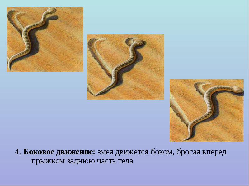 Скорость движения змеи. Движение змейкой. Волнообразное движение змеи. Пустынная змея, которая двигается боком. Как передвигаются змеи презентация.