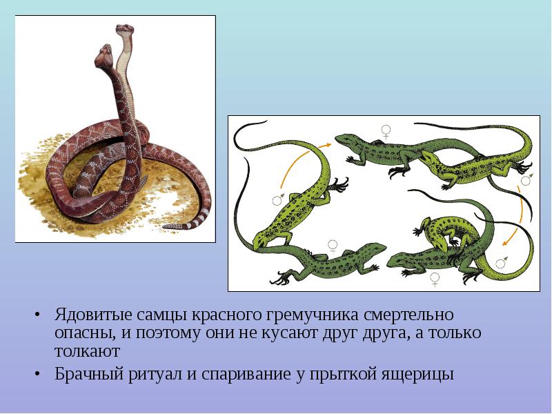 Как спариваются змеи схема