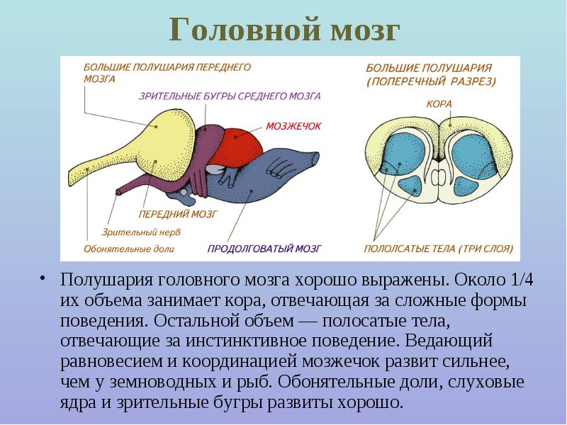 Состав головного мозга птиц. Средний мозг у пресмыкающихся. Полосатые тела мозга птиц. Большие полушария переднего мозга у пресмыкающихся. Мозжечок у амфибий.