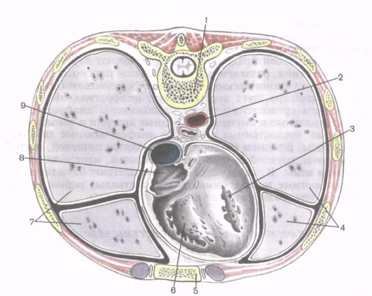 Слои грудной клетки на сагиттальном распиле схема