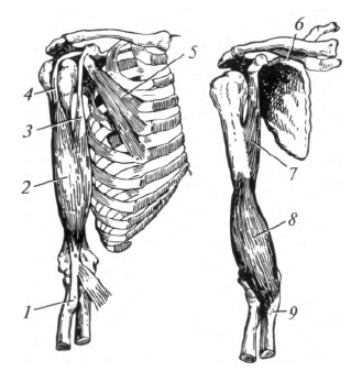 Мышцы плеча передняя группа
