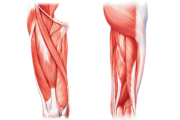 Четырехглавые мышцы бедра фото