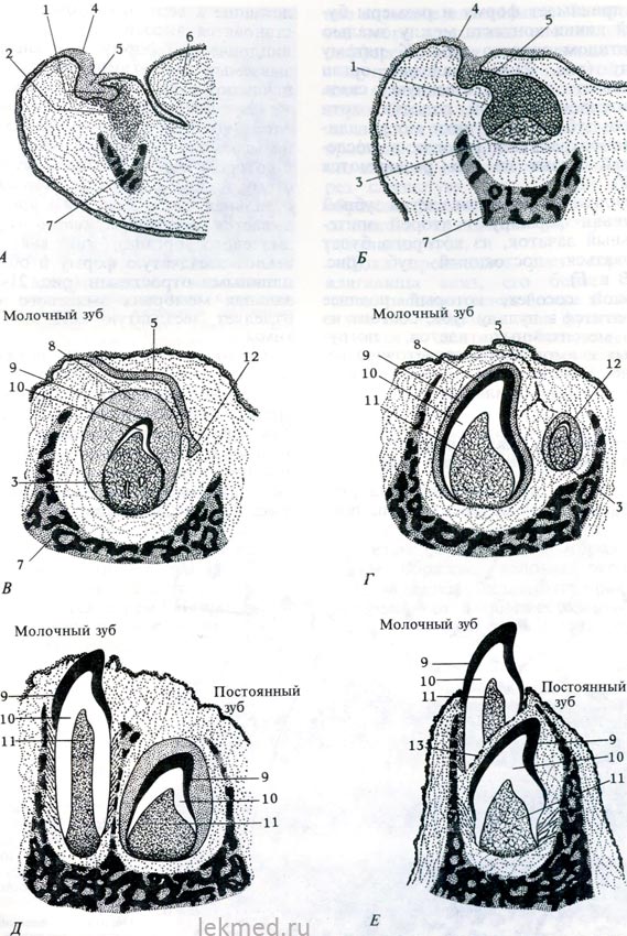 Схема формирования зуба