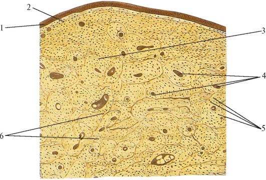 Строение кости под микроскопом