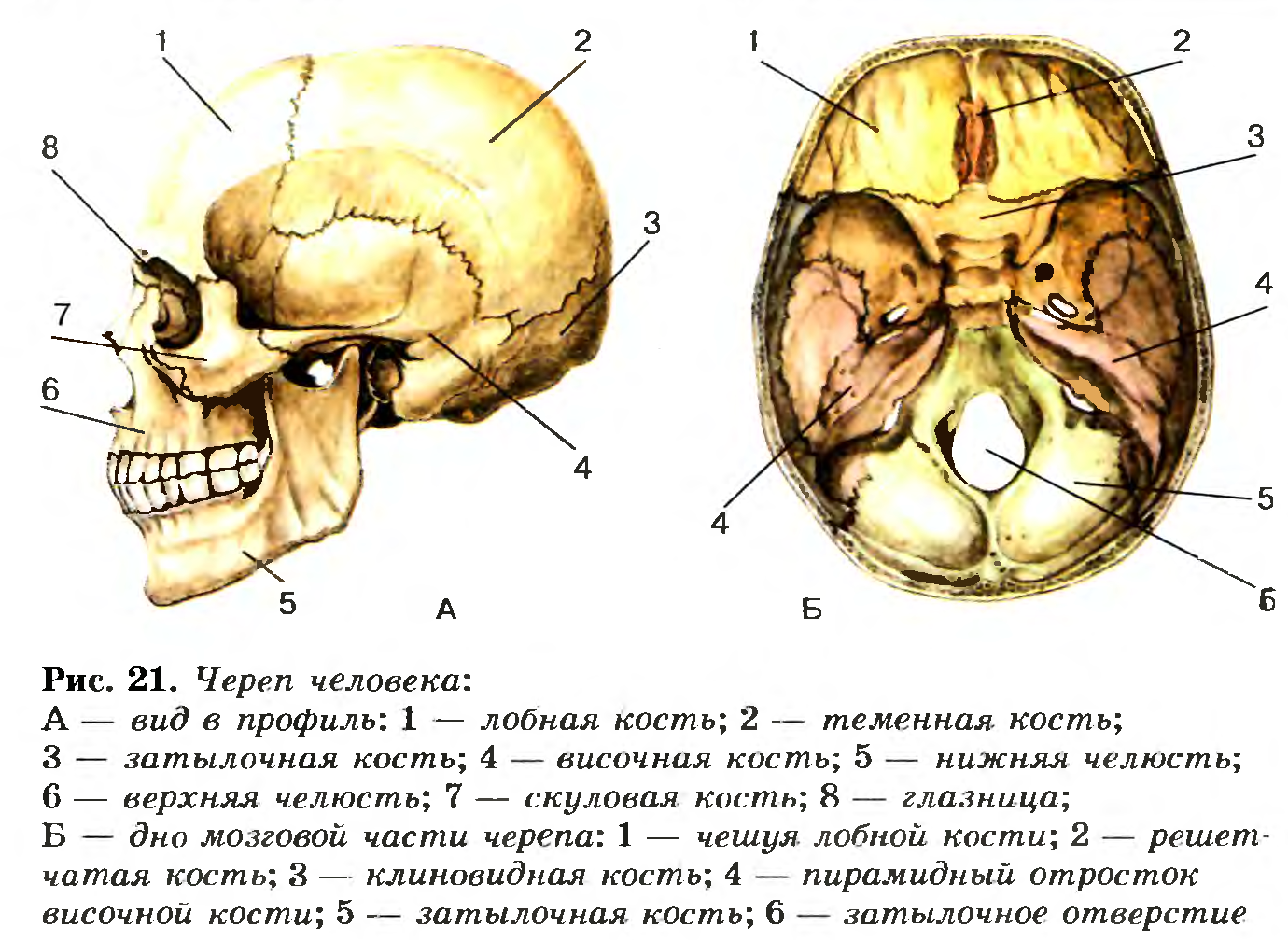 На рисунке изображен скелет головы человека какой цифрой обозначена теменная кость