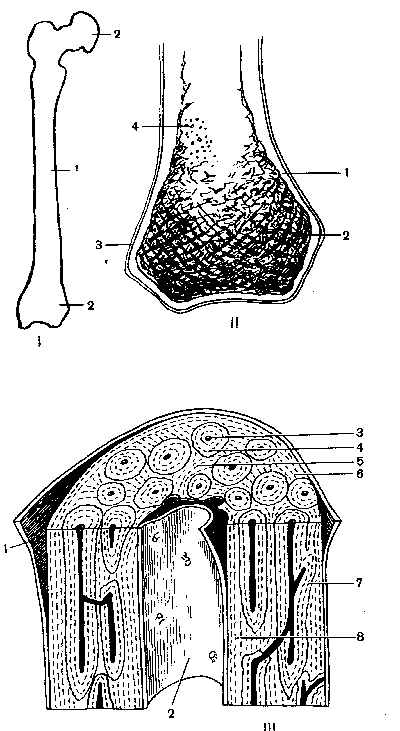 Рисунок трубчатой кости