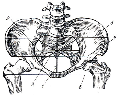 Свободная тазу. Линии таза анатомия. Строение таза сбоку. Diameter transversa pelvis.